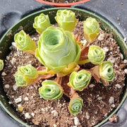 Light Yellow Greenovia Seeds