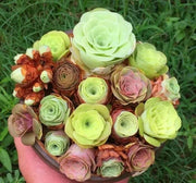 Greenovia Seeds - for Home Gardens Seeds