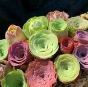 Greenovia Seeds - for Home Gardens Seeds