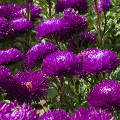 Purple Green Greenovia Seeds