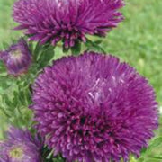 Purple Green Greenovia Seeds