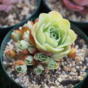 Rose Succulent Greenovia Seeds
