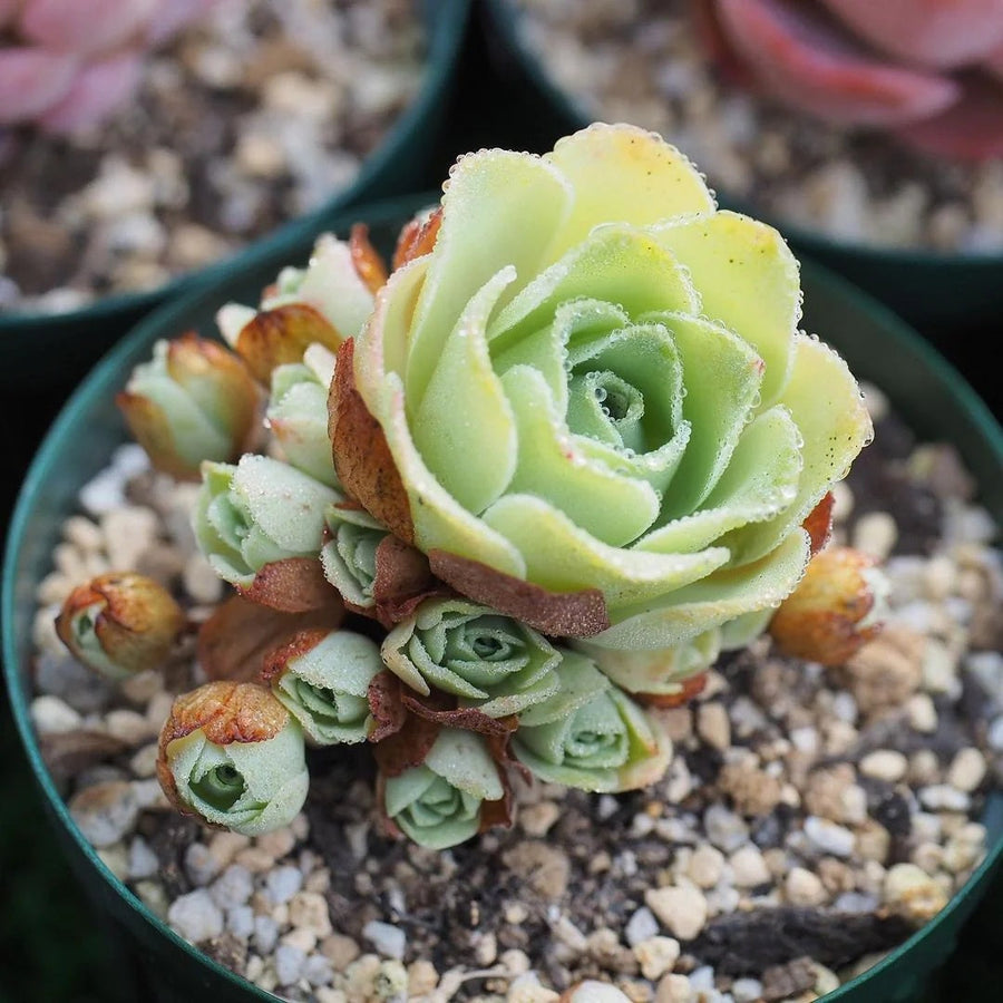 Rose Succulent Greenovia Seeds