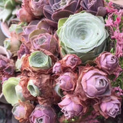 Mountain Rose Greenovia dodrantalis Seeds