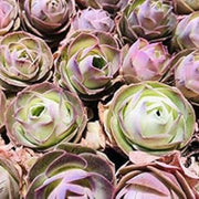 Mountain Rose Greenovia dodrantalis Seeds