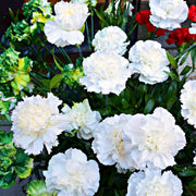 Carnation Seeds – Dianthus caryophyllus