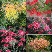 Mixed Grevillea Seeds