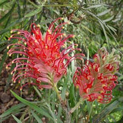 Red Grevillea Seeds