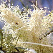 White Grevillea Seeds