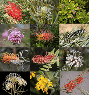 Mixed Grevillea Seeds