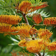Orange Grevillea Seeds