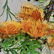 Orange Grevillea Seeds