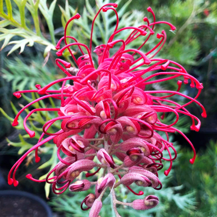 Thick Pink Grevillea Seeds