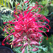 Thick Pink Grevillea Seeds