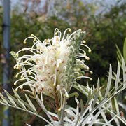 White Grevillea Seeds