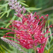 Thick Pink Grevillea Seeds