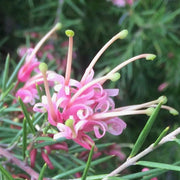 Thick Pink Grevillea Seeds