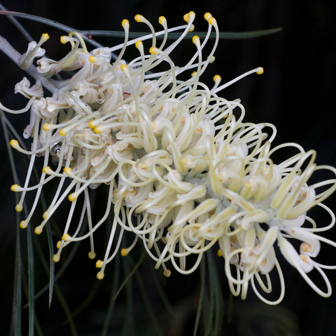 White Grevillea Seeds