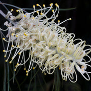 White Grevillea Seeds