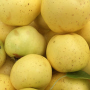 Grimes Golden Apple Seeds