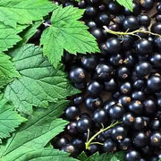 Blackcurrant Seeds, Ribes nigrum