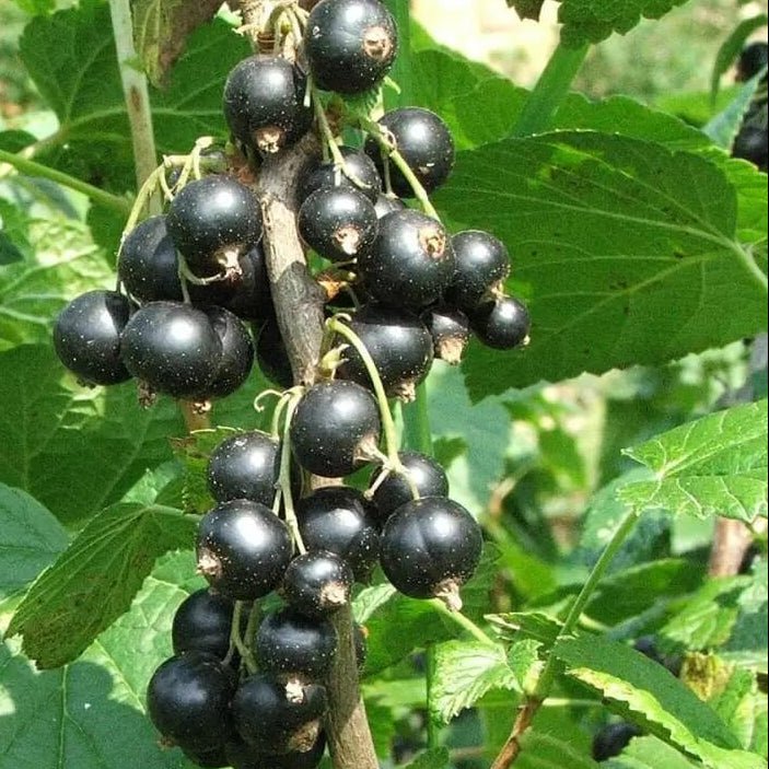 Blackcurrant Seeds, Ribes nigrum