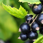 Blackcurrant Seeds, Ribes nigrum