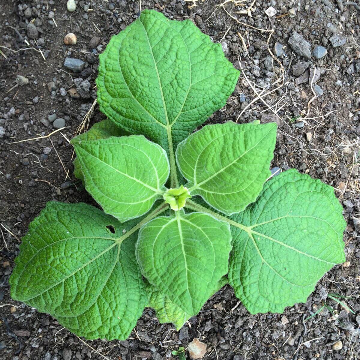 Ground Apple Seeds - Vegetable Plant