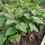 Ground Apple Seeds - Vegetable Plant