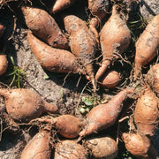 Ground Apple Seeds - Vegetable Plant