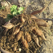 Ground Apple Seeds - Vegetable Plant