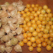 Heirloom Ground Cherry Seeds