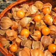 Heirloom Ground Cherry Seeds