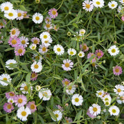 Erigeron Seeds, Erigeron karvinskianus