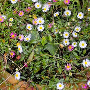 Erigeron Seeds, Erigeron karvinskianus
