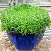 Ground Cover Mint Seeds - Herbal Seeds