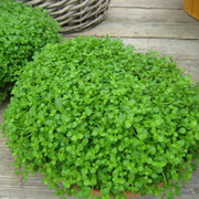 Ground Cover Mint Seeds - Herbal Seeds