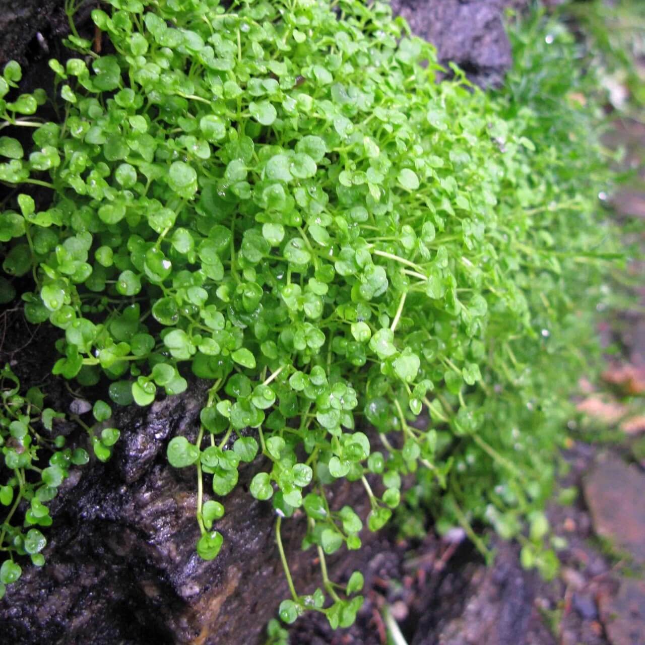 Ground Cover Mint Seeds - Herbal Seeds