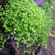 Ground Cover Mint Seeds - Herbal Seeds