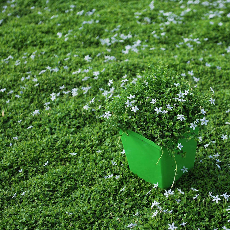Ground Cover Plants Seeds - Flower Plant