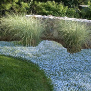 Ground Cover Plants Seeds - Flower Plant