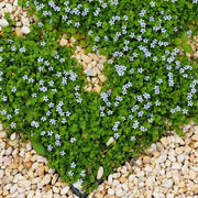 Ground Cover Plants Seeds - Flower Plant