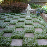 Ground Cover Plants Seeds - Flower Plant
