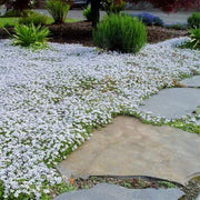 Ground Cover Plants Seeds - Flower Plant