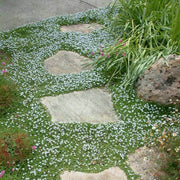 Ground Cover Plants Seeds - Flower Plant