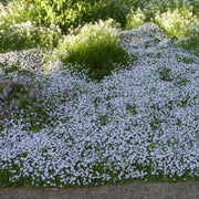 Ground Cover Plants Seeds - Flower Plant