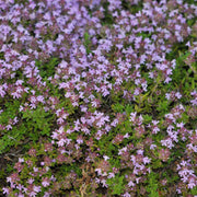 Creeping Thyme Seeds, Thymus serpyllum