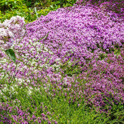 Creeping Thyme Seeds, Thymus serpyllum
