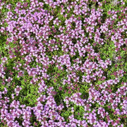 Creeping Thyme Seeds, Thymus serpyllum