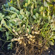 Groundnut Plant Seeds - Vegetable Plant